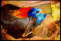 707010 Cassowary A4 Limited Edition Watercolour Print
