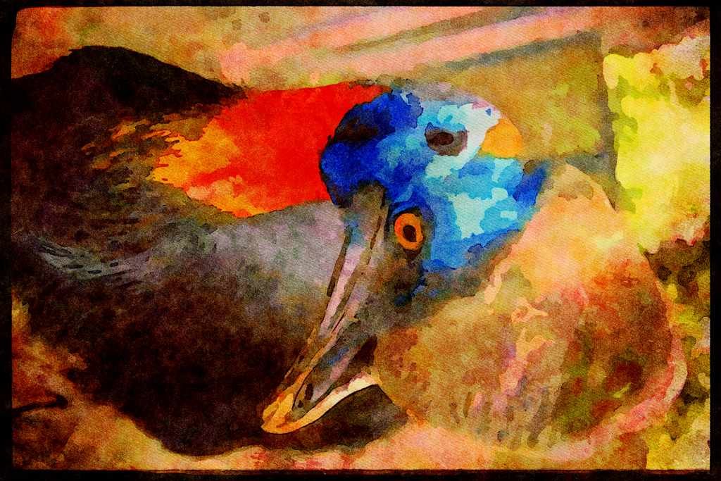 707010 Cassowary A4 Limited Edition Watercolour Print