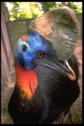 707010 Cassowary A4 Photo Print