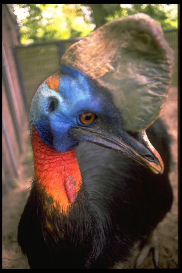 707010 Cassowary A4 Photo Print