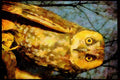 707011 Short eared Owl A4 Limited Edition Watercolour Print