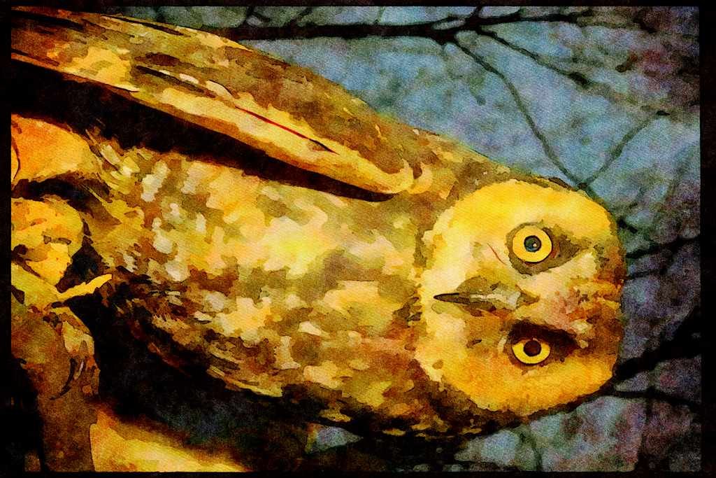 707011 Short eared Owl A4 Limited Edition Watercolour Print