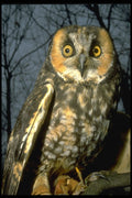 707011 Short eared Owl A4 Photo Print