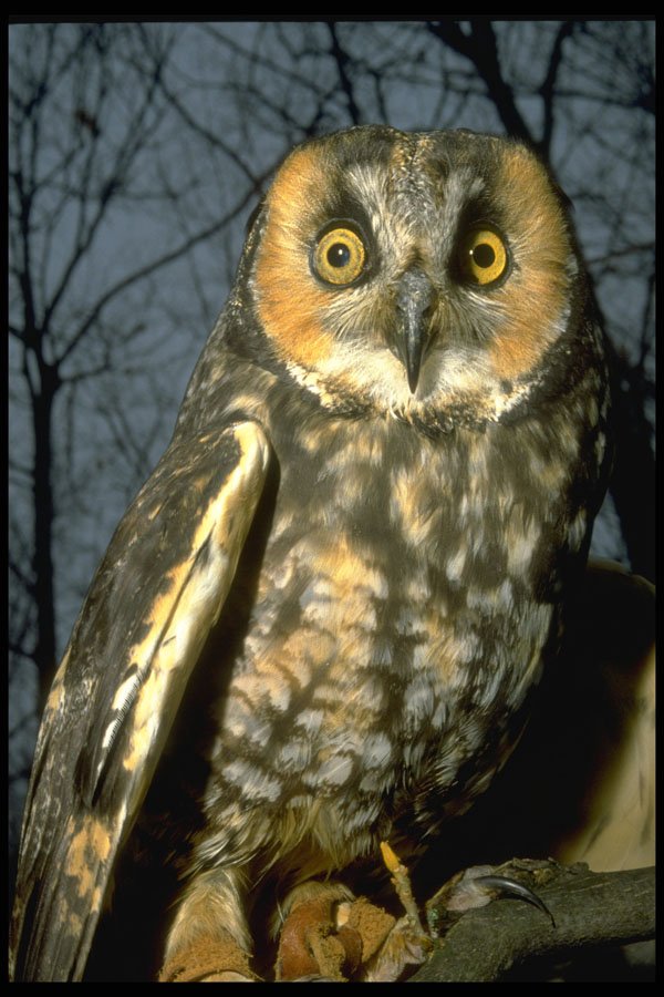707011 Short eared Owl A4 Photo Print