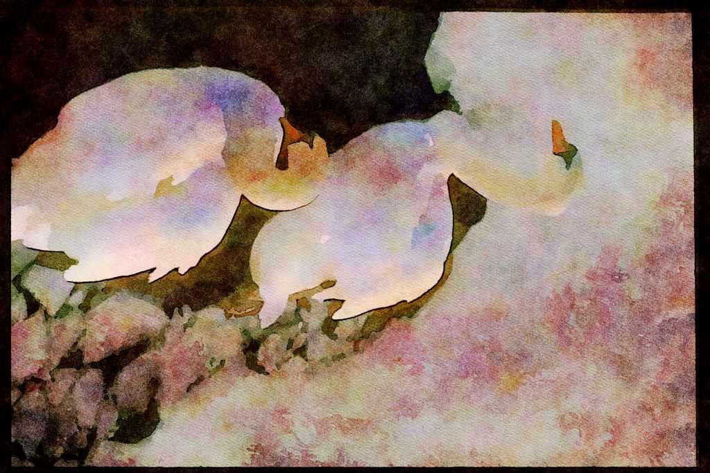 707012 Mute Swans A4 Limited Edition Watercolour Print