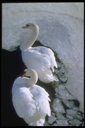 707012 Mute Swans A4 Photo Print