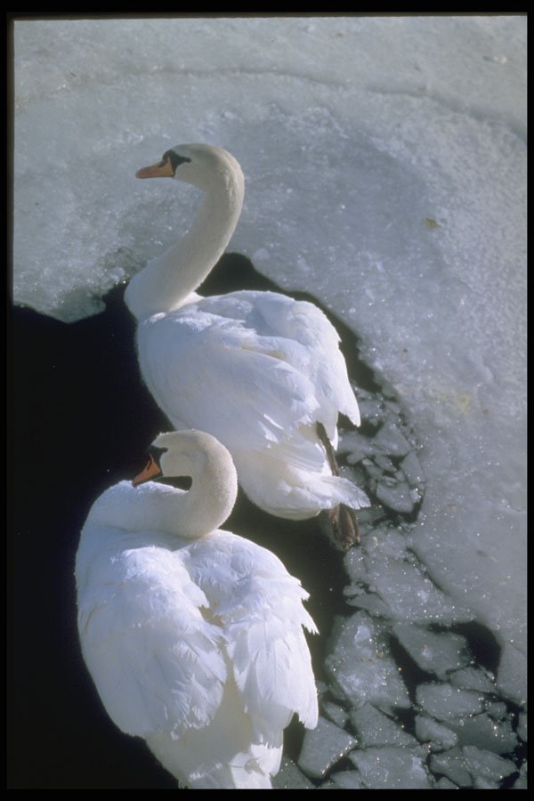 707012 Mute Swans A4 Photo Print