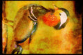 707013 Mandarin Duck A4 Limited Edition Watercolour Print