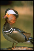 707013 Mandarin Duck A4 Photo Print
