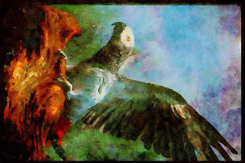 707014 African Gray Parrot In Hose Shower A4 Limited Edition Watercolour Print