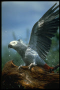 707014 African Gray Parrot In Hose Shower A4 Photo Print