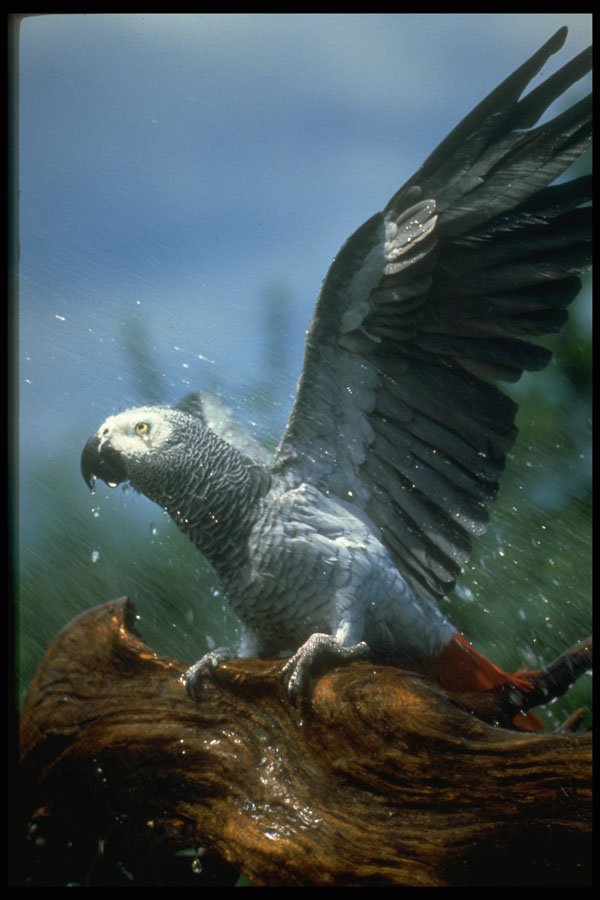 707014 African Gray Parrot In Hose Shower A4 Photo Print