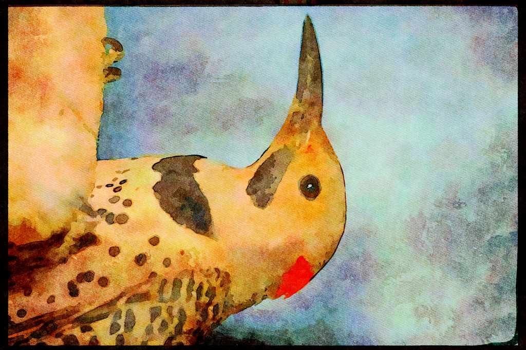 707015 Male Flicker With Distinguished Black Bib A4 Limited Edition Watercolour Print