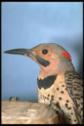 707015 Male Flicker With Distinguished Black Bib A4 Photo Print