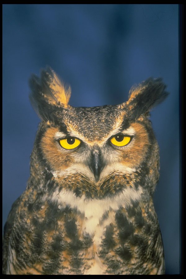 707016 Great Horned Owl A4 Photo Print