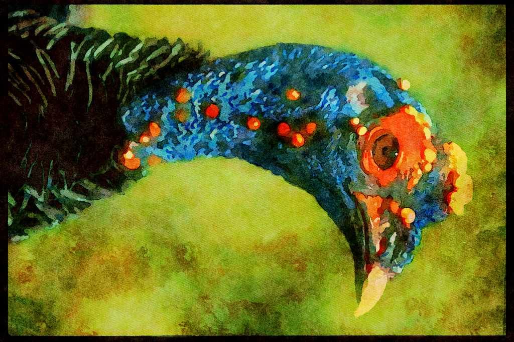 707017 Ocellated Turkey, Central America A4 Limited Edition Watercolour Print