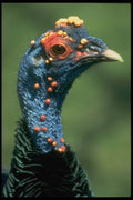 707017 Ocellated Turkey, Central America A4 Photo Print