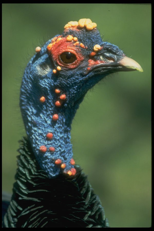 707017 Ocellated Turkey, Central America A4 Photo Print