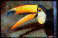 707018 Toucan A4 Limited Edition Watercolour Print
