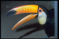 707018 Toucan A4 Photo Print