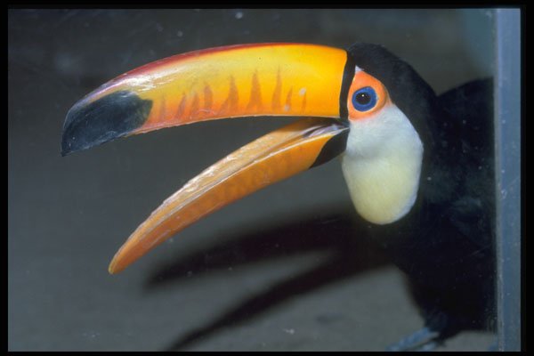 707018 Toucan A4 Photo Print
