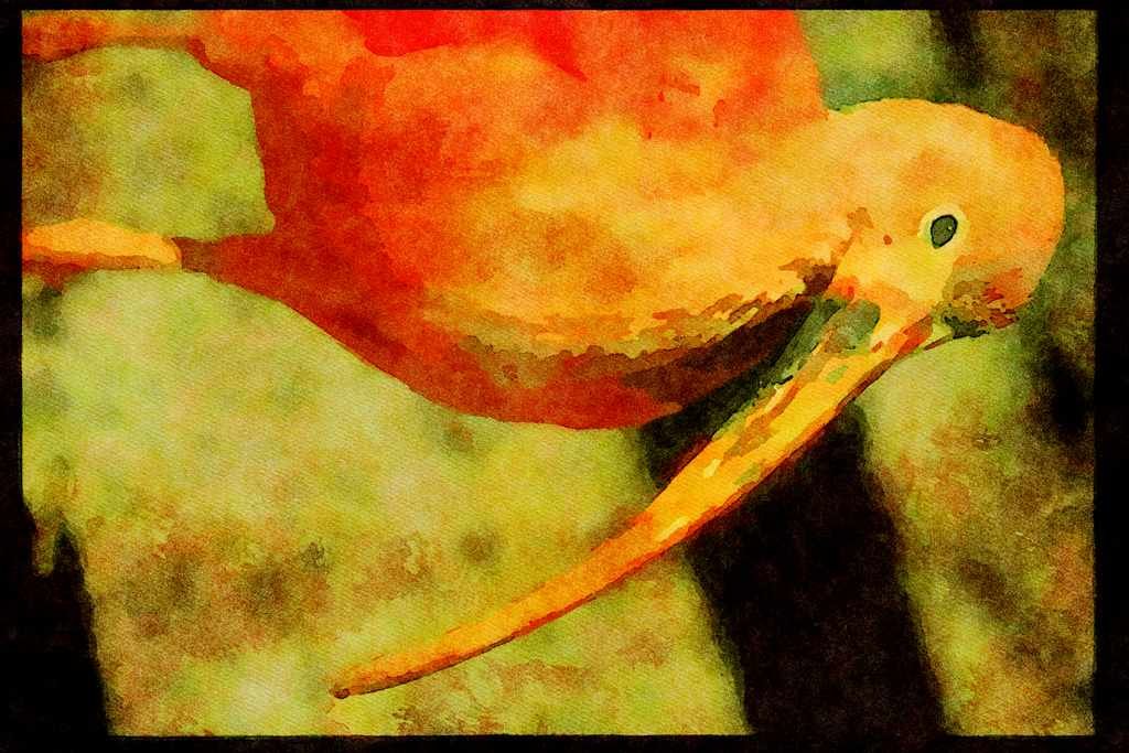 707019 Scarlet Ibis, Close up A4 Limited Edition Watercolour Print