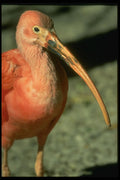707019 Scarlet Ibis, Close up A4 Photo Print