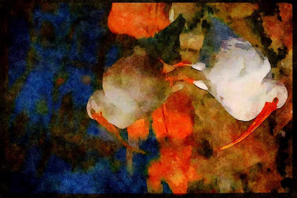 707020 White Ibis A4 Limited Edition Watercolour Print