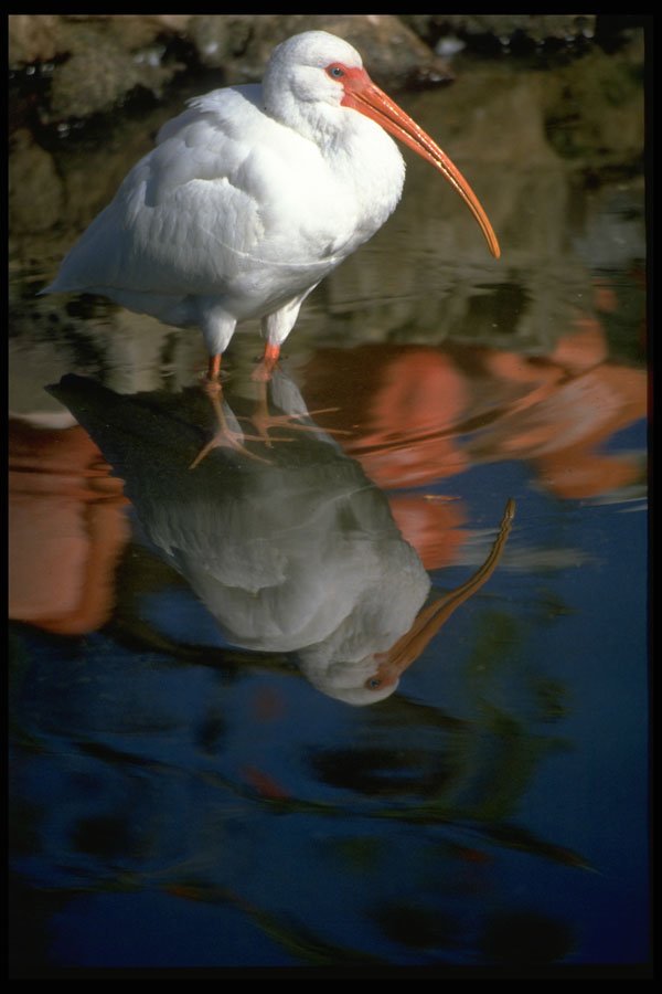 707020 White Ibis A4 Photo Print