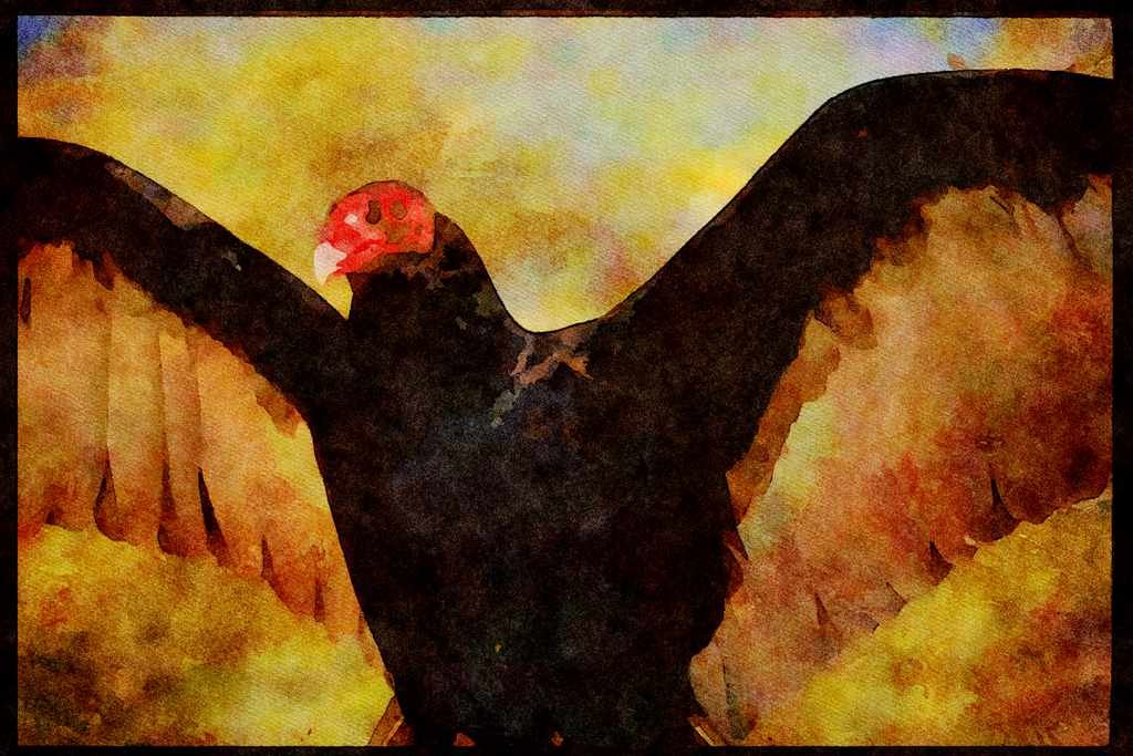 707022 Turkey Vulture Spreading Large Wings A4 Limited Edition Watercolour Print