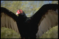 707022 Turkey Vulture Spreading Large Wings A4 Photo Print