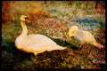 707023 Swans, Kuban River, Russia A4 Limited Edition Watercolour Print