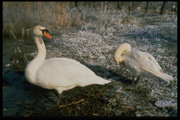 707023 Swans, Kuban River, Russia A4 Photo Print