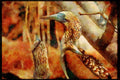 707024 Blue footed Boobies, North Seymour Island A4 Limited Edition Watercolour Print