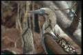 707024 Blue footed Boobies, North Seymour Island A4 Photo Print