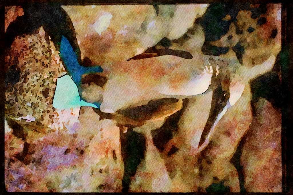 707025 Blue footed Booby, North Seymour Island A4 Limited Edition Watercolour Print