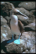 707025 Blue footed Booby, North Seymour Island A4 Photo Print