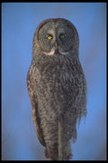 707026 Great Gray Owl, Bruce Penninsula A4 Photo Print
