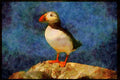 707027 Puffin A4 Limited Edition Watercolour Print