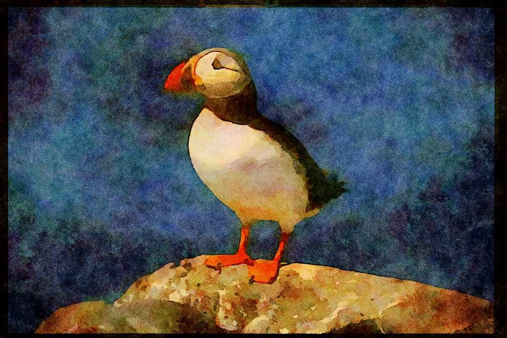 707027 Puffin A4 Limited Edition Watercolour Print