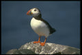 707027 Puffin A4 Photo Print