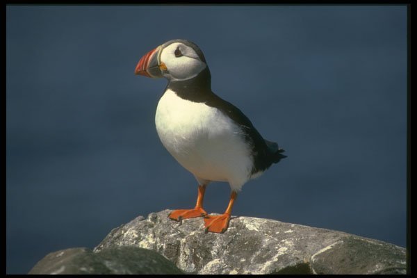 707027 Puffin A4 Photo Print