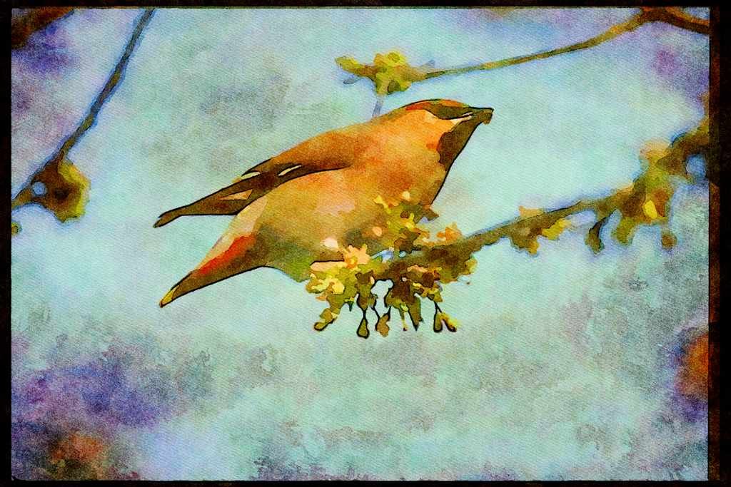 707028 Waxwing A4 Limited Edition Watercolour Print