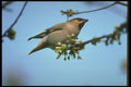 707028 Waxwing A4 Photo Print
