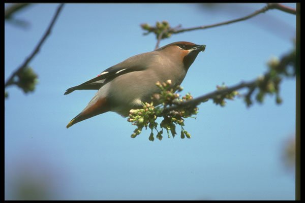 707028 Waxwing A4 Photo Print