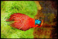 707029 Temminck's Tragopan A4 Limited Edition Watercolour Print