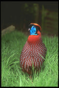 707029 Temminck's Tragopan A4 Photo Print