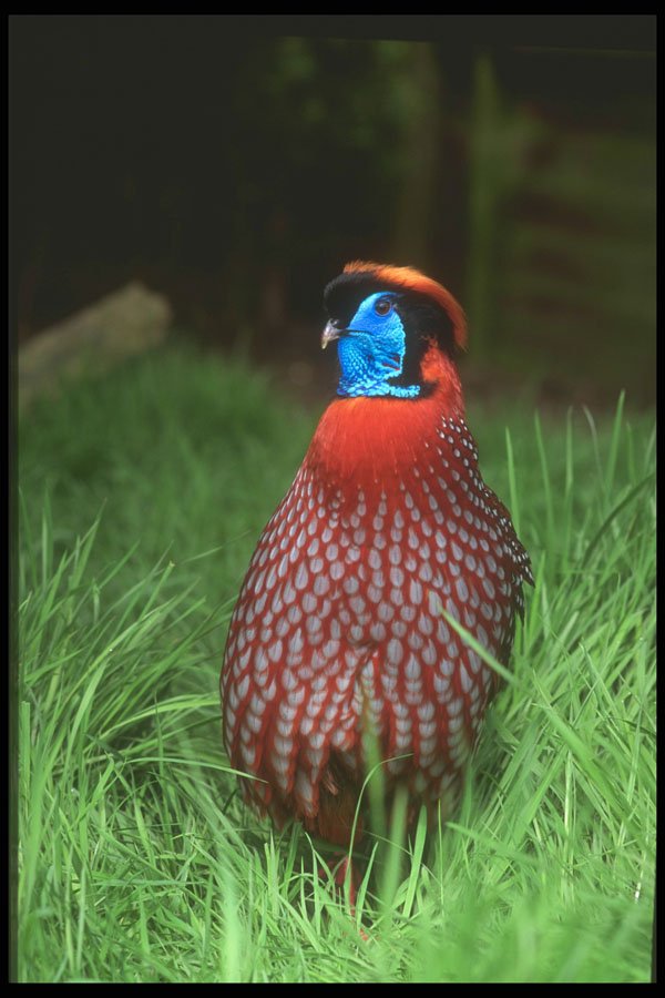 707029 Temminck's Tragopan A4 Photo Print