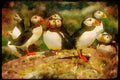 707030 Puffins, Fratercula Artica A4 Limited Edition Watercolour Print