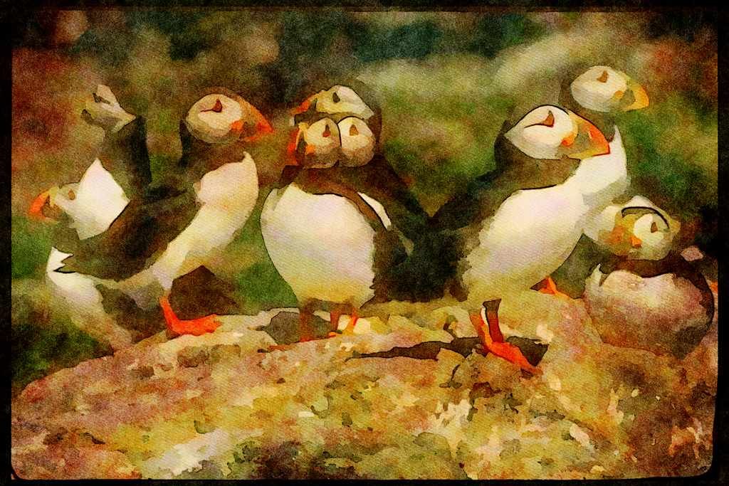 707030 Puffins, Fratercula Artica A4 Limited Edition Watercolour Print